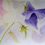 08-Sweet-pea-ink-watercolour-Julie-Wyness